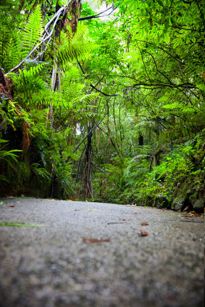Path to Waitomo Caves area in the Waikato Region, New Zealand Path through the lush foliage on its way to Waitomo Caves area in the Waikato Region, New Zealand. waitomo caves stock pictures, royalty-free photos & images