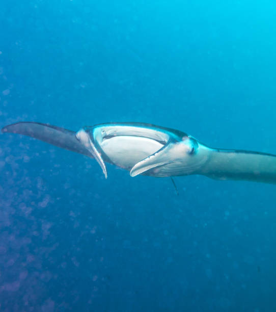 Large manta swims close to the camera, Maldives