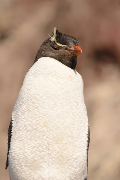 イワトビペンギン - saunders island ストックフォトと画像