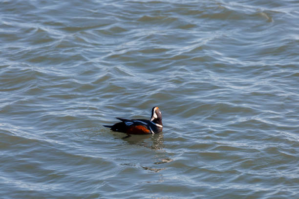 colorati maschio moretta arlecchino (histrionicus histrionicus) ocean città maryland - harlequin duck duck harlequin water bird foto e immagini stock