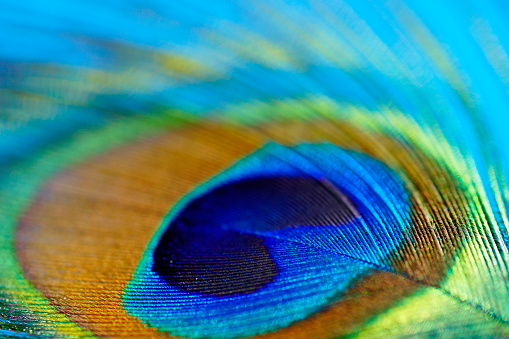 Artistic composition of Water drops on colorful peacock feather