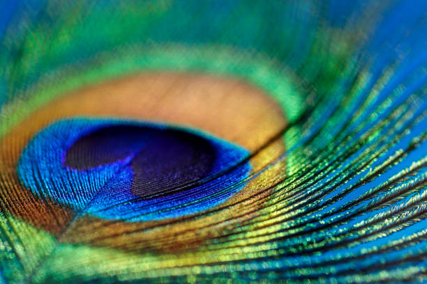 istock Artistic composition of Water drops on colorful peacock feather 644044902