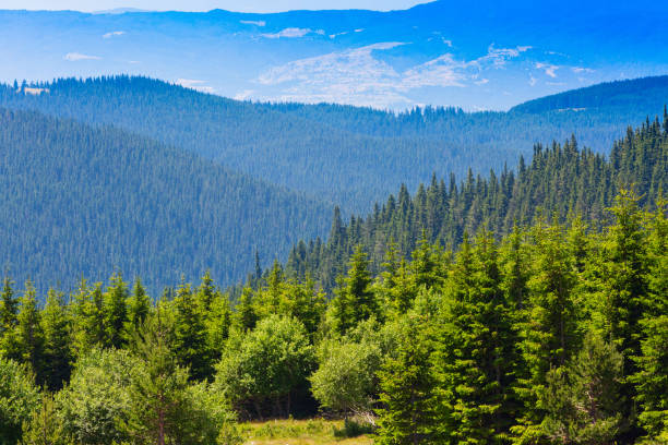 istock Beautiful pine trees in high mountains landscape 644045182