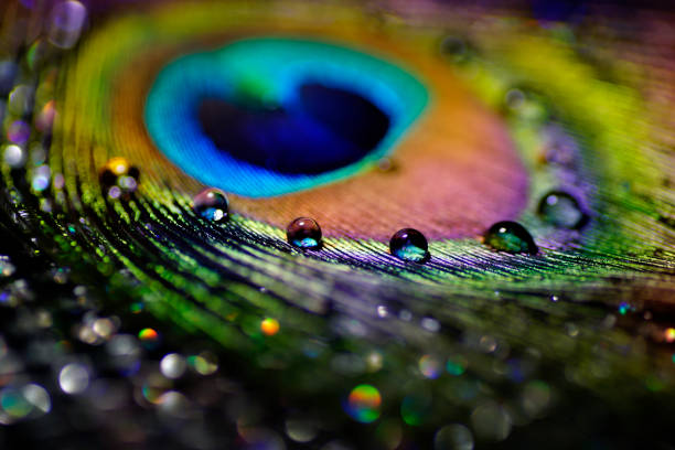 istock Artistic composition of Water drops on colorful peacock feather 644045190