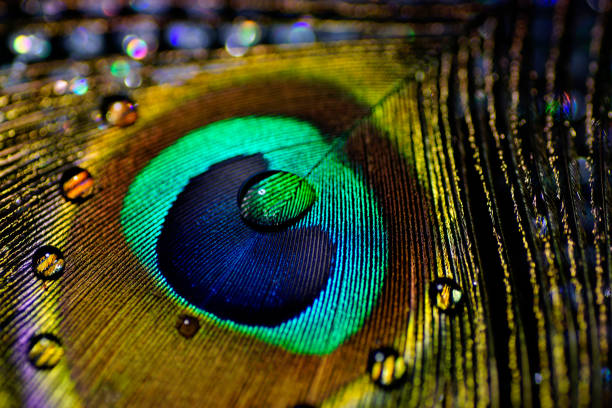 istock Artistic composition of Water drops on colorful peacock feather 644045216