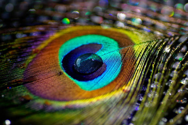 istock Artistic composition of Water drops on colorful peacock feather 644045224