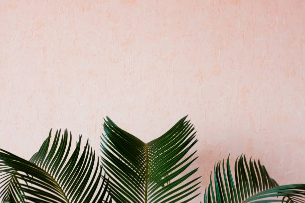 Palm tree in front of the wall - pastel colors