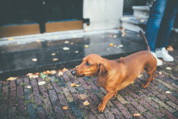 Brown Dachshund in the Street