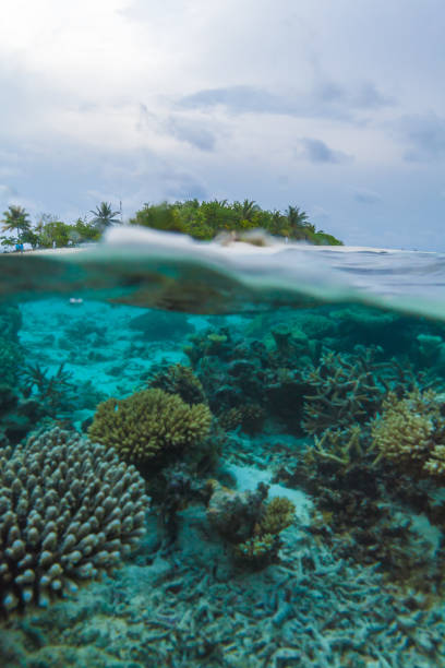 istock Semi Underwater Scene of Island and Reef 644048368