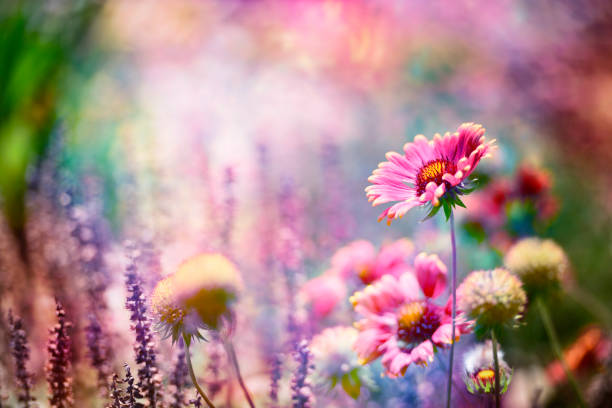 istock Digital art, paint effect, artistic composition Echinacea Sombrero Salsa Red 644050980