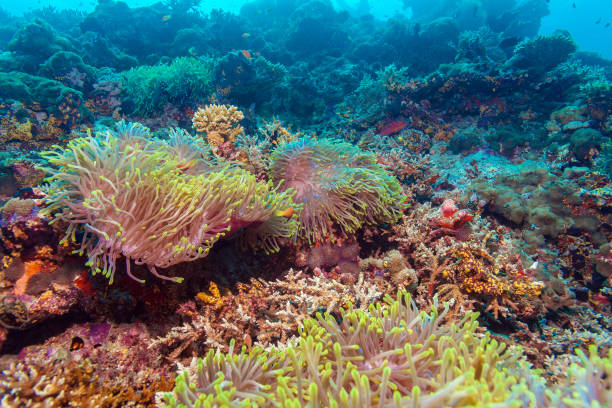 istock Clown Fish near Anemone 644051220