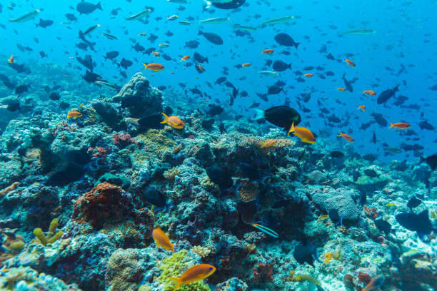 istock Many different colorful fishes in ocean blue background 644051296