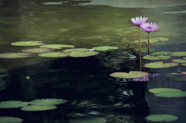 istock Digital art, paint effect, Pink waterlily on the garden pond 644053896