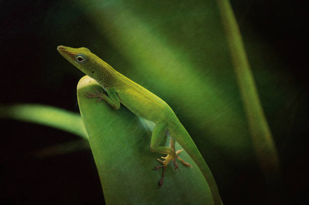 istock Carolina anole (anolis) green lizard, bokeh light background 644053954