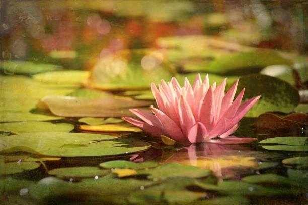 istock Artistic composition, pink water lily on the garden pond 644054878