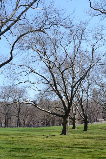 istock Central park, New York, USA. 644061102