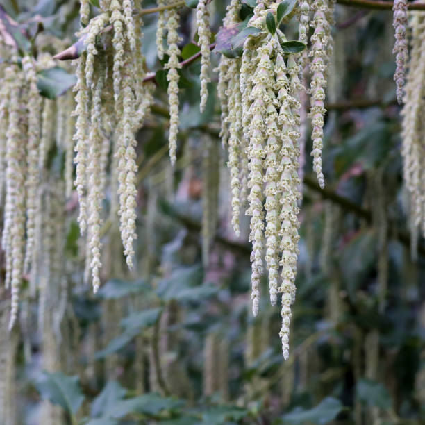 Garrya elliptica long silky catkins shrub - fotografia de stock