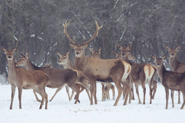 istock Red deer portrait on snow and forest in winter time 644063626