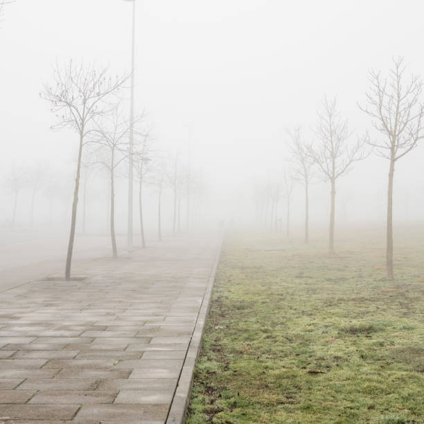 istock Leafless trees perspective foggy park 644063766