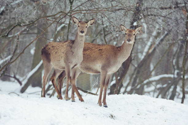 istock Red deer portrait on snow and forest in winter time 644063848