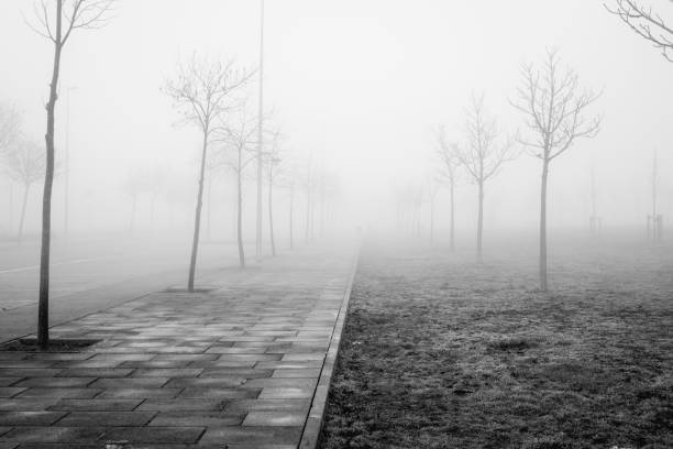 istock Leafless trees perspective foggy park 644064076