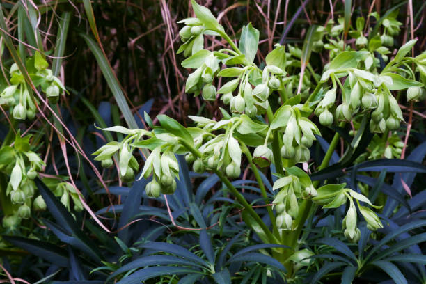 Stinking Hellebore (Helleborus foetidus) flowers - fotografia de stock