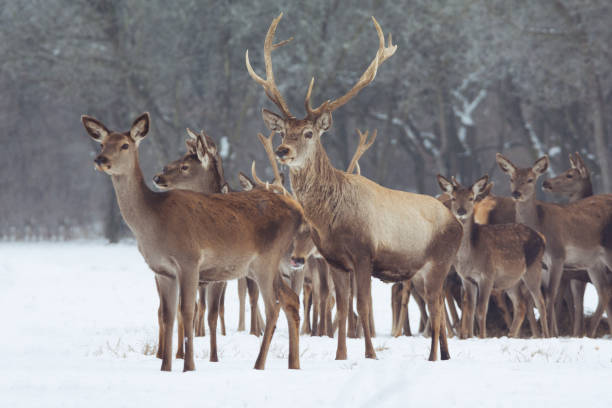 istock Red deer portrait on snow and forest in winter time 644067216