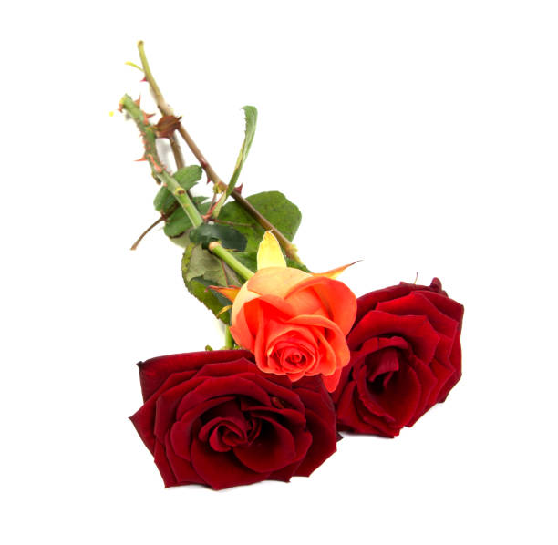 istock Red rose flower head  . Petals Borderisolated on white background cutout 644074150