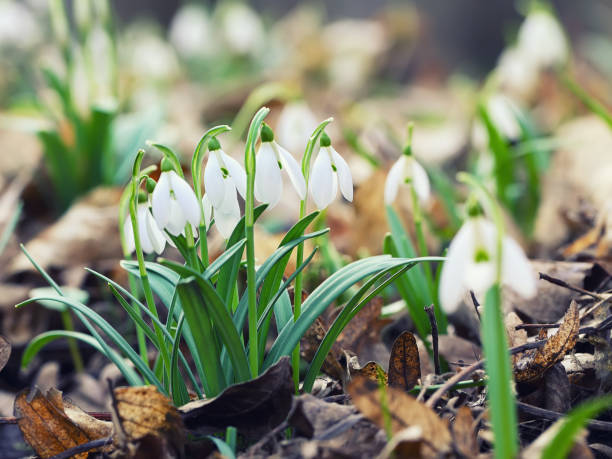 istock Spring snowdrop flowers blooming in sunny day. 644083056