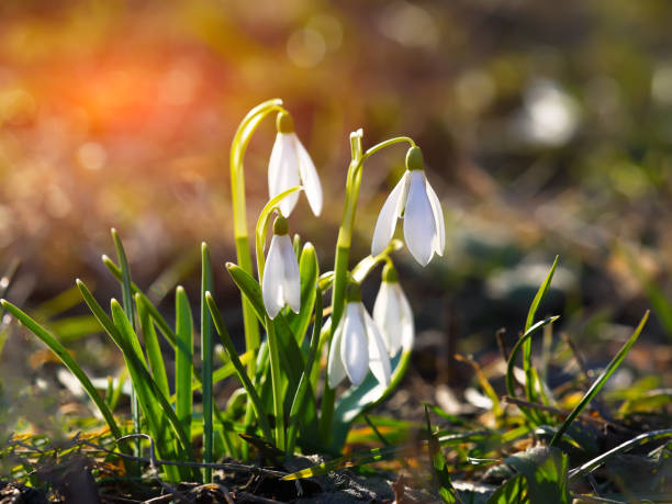 istock Spring snowdrop flowers blooming in sunny day. 644083166
