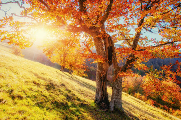 istock birch forest in sunny afternoon while autumn season. 644083786