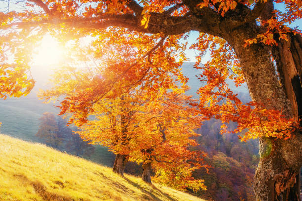 istock birch forest in sunny afternoon while autumn season. 644083800