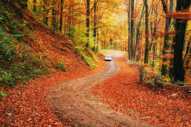 istock Car on a forest path. Carpathians. Ukraine, Europe 644083996