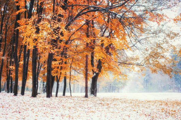 bosque de la haya de la montaña de octubre con la primera nieve del invierno. - girdwood fotografías e imágenes de stock