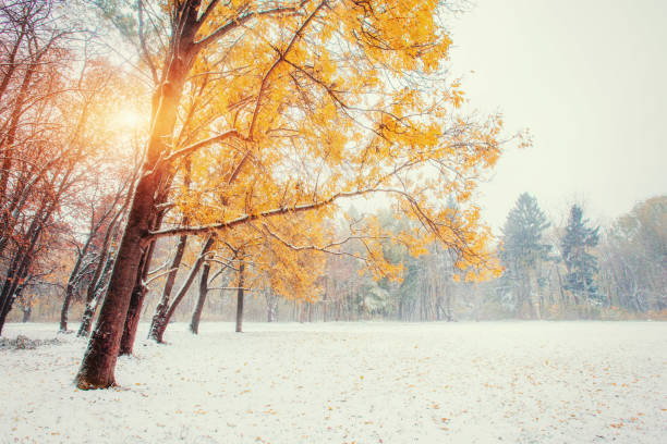 istock First snow in the forest. Beauty world. Road 644086114