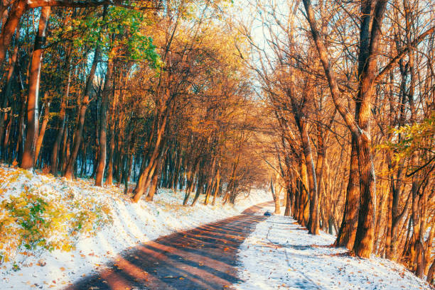 istock First snow in the forest. Beauty world. Road 644086170