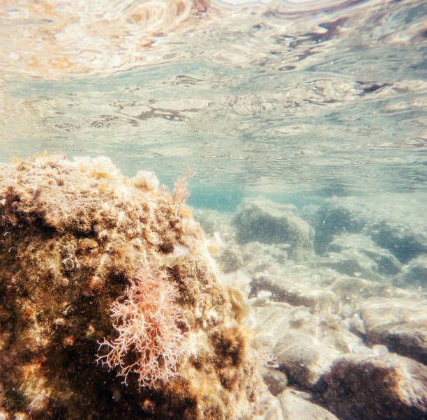 istock stones and seaweed underwater Beauty world 644086276