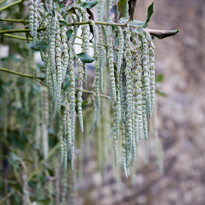 Garrya elliptica - Silk tassel - James Roof long silky catkins shrub
