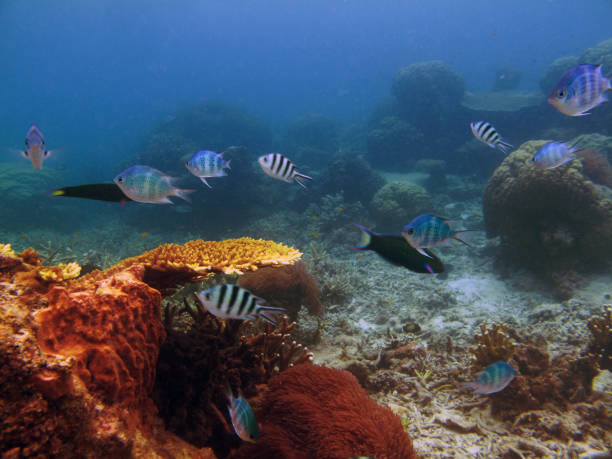 istock Acropora Table Coral at Redang Islands tropical underwater scenes. 644089232