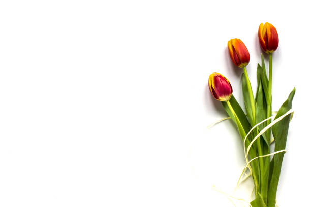 istock Beautiful tulips isolated on white background 644089314