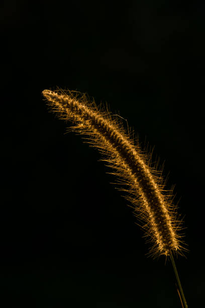 istock Grass when sunset.
Reeds grass in nature. 644089360