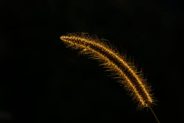 istock Grass at sunset.
Reeds grass in nature. 644089454