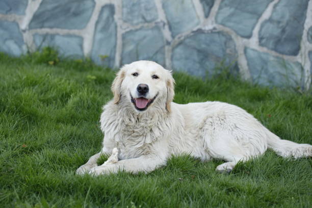 istock Happy Dog with a Friendly Smile 644089936