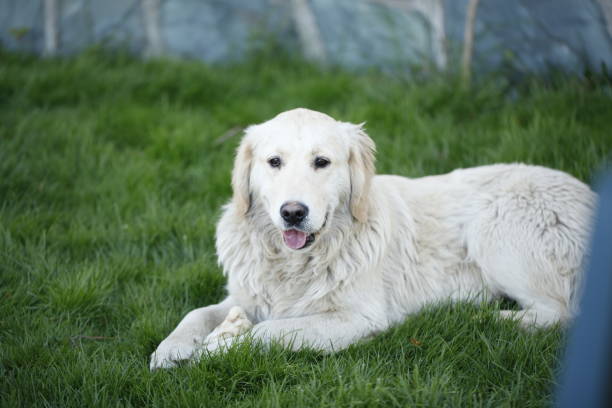 istock Happy Dog with a Friendly Smile 644092858