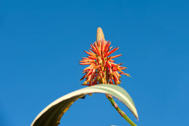 istock Beautiful aloe flower and green leave on blue sky background 644099158