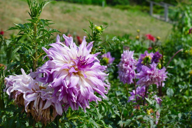 istock Light violet dahlia on flowerbed at summer park. Focus on flower. 644102022