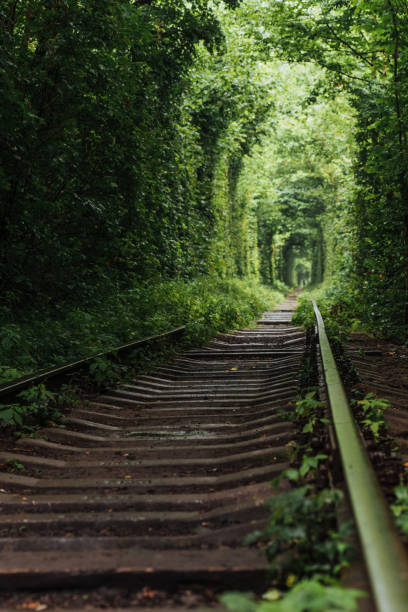 istock natural tunnel of love emerging from the trees 644104498