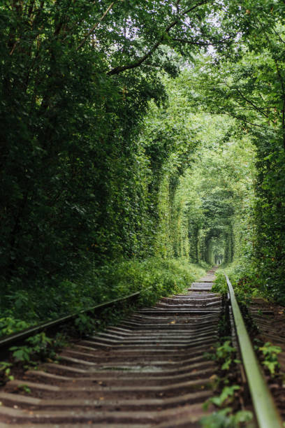 istock natural tunnel of love emerging from the trees 644104514