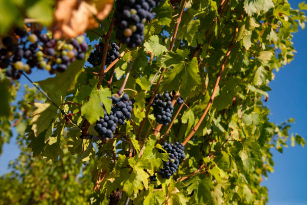 istock Grapes in autumn harvest 644104948
