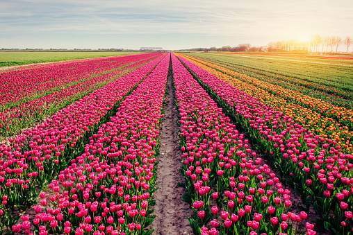 Beautiful tulips field in the Netherlands Holland